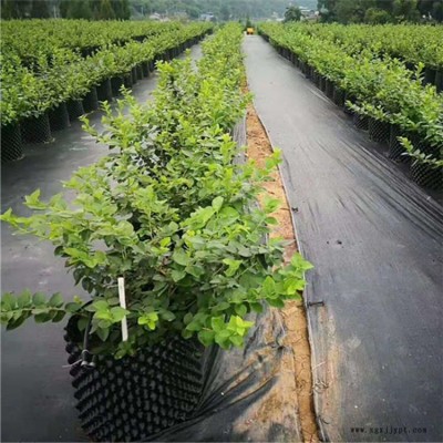 花椒樹種植防草布_廠家黑色防草布_pp防草布報(bào)價(jià)_可郵寄樣品