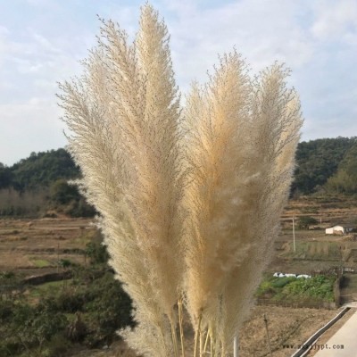 天然干花蘆葦花原生態(tài)超大蓬松蒲葦落地裝飾擺件婚慶舞臺(tái)場(chǎng)景插花小蘆葦